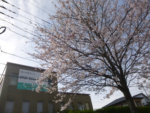 宮崎市リフォーム　桜.jpg