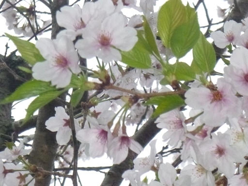 宮崎市リフォーム桜.jpg